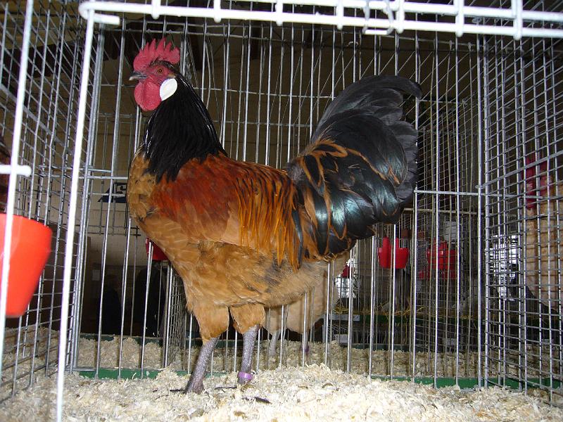 Bezirksschau Luebbecke 240.jpg - Vorwerkhühner  von Philipp Grote Preis HV 96 SOE